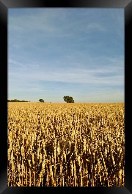 Trees in a Cornfield Framed Print by graham young