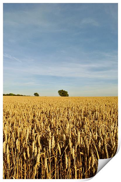 Trees in a Cornfield Print by graham young