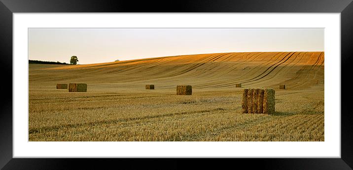 Golden Harvest Framed Mounted Print by graham young