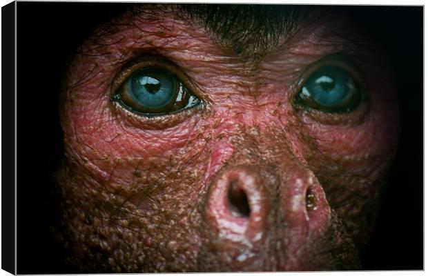 Lonely monkey Canvas Print by Leon Conway
