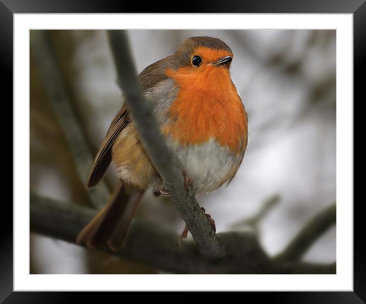 Robin redbreast Framed Mounted Print by Gary Pearson