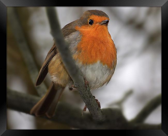 Robin redbreast Framed Print by Gary Pearson