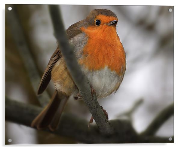 Robin redbreast Acrylic by Gary Pearson