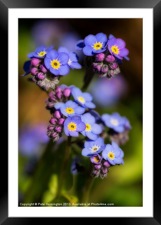 Forget me not Framed Mounted Print by Pete Hemington