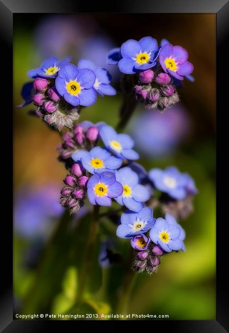 Forget me not Framed Print by Pete Hemington