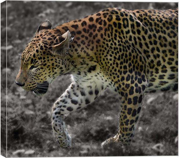 Leopard selective colour edit Canvas Print by Gary Pearson