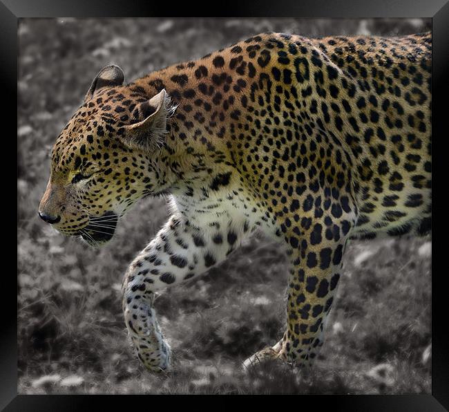 Leopard selective colour edit Framed Print by Gary Pearson