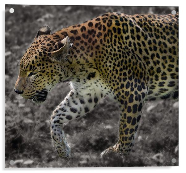 Leopard selective colour edit Acrylic by Gary Pearson