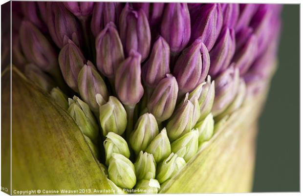 Purple Allium Flowerbud Macro Canvas Print by Corrine Weaver