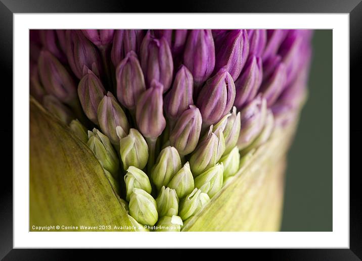 Purple Allium Flowerbud Macro Framed Mounted Print by Corrine Weaver