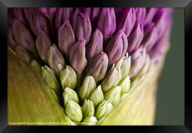 Purple Allium Flowerbud Macro Framed Print by Corrine Weaver