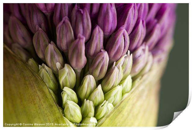 Purple Allium Flowerbud Macro Print by Corrine Weaver