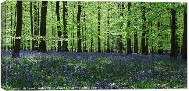 Bluebell Panorama Canvas Print by David Tinsley