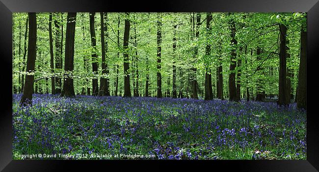 Bluebell Panorama Framed Print by David Tinsley