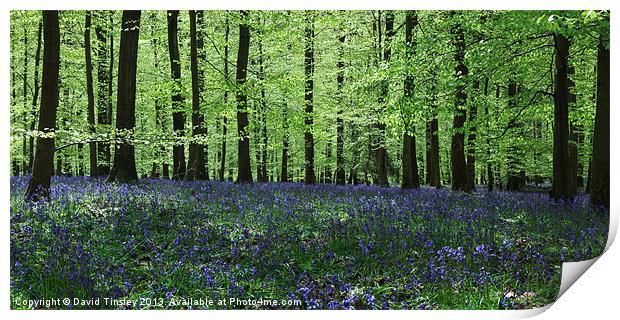 Bluebell Panorama Print by David Tinsley