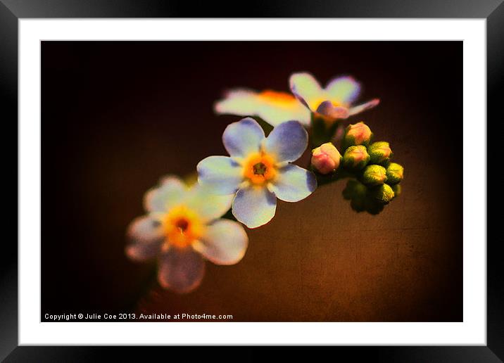 Forget Me Not Framed Mounted Print by Julie Coe