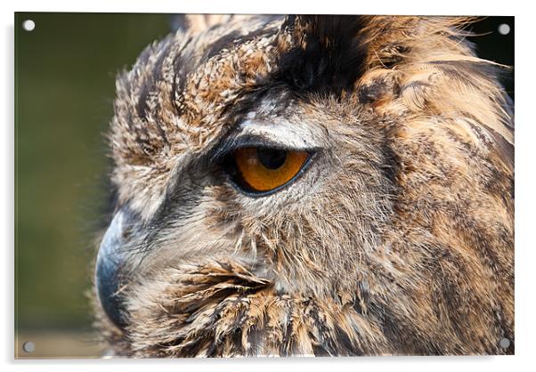 Owl, Bird of Prey Acrylic by Andy Evans Photos