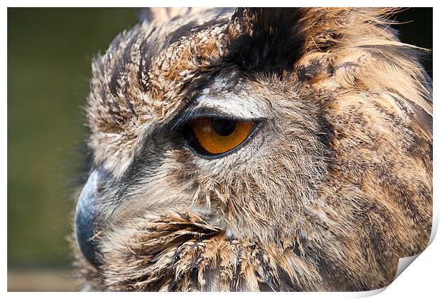 Owl, Bird of Prey Print by Andy Evans Photos