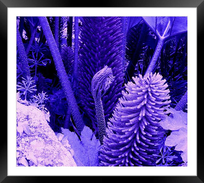Jurassic Park Purple Framed Mounted Print by Heather Gale