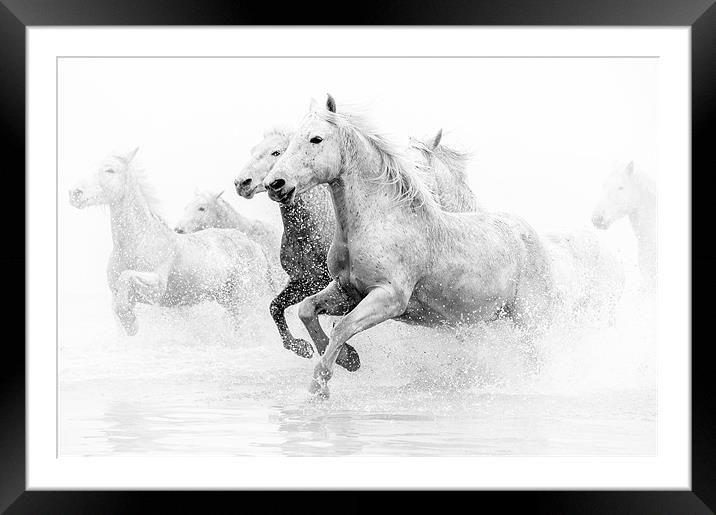 Galloping Grace: Camargue Horses Unleashed Framed Mounted Print by David Tyrer