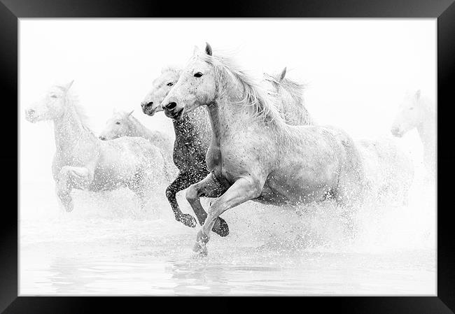 Galloping Grace: Camargue Horses Unleashed Framed Print by David Tyrer