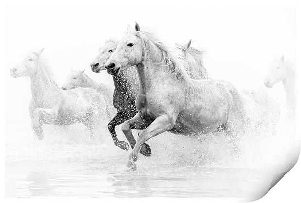 Galloping Grace: Camargue Horses Unleashed Print by David Tyrer