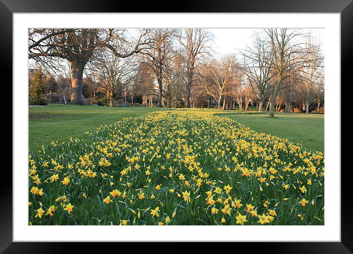 Daffodils Framed Mounted Print by David Tachauer