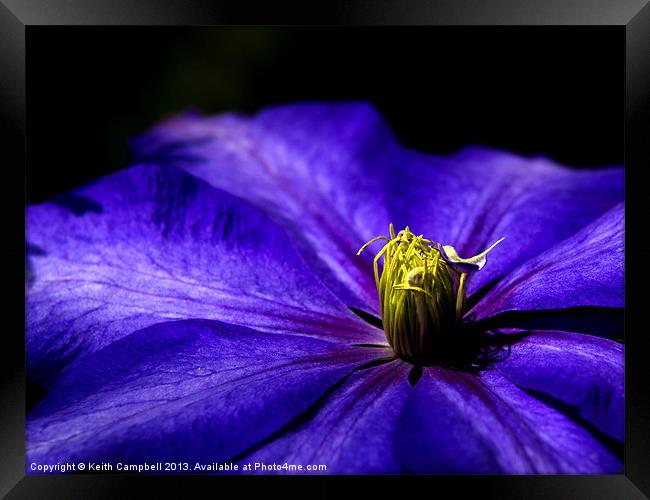 Purple Clematis Framed Print by Keith Campbell