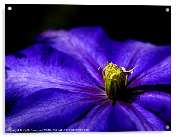 Purple Clematis Acrylic by Keith Campbell