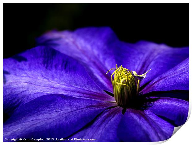 Purple Clematis Print by Keith Campbell