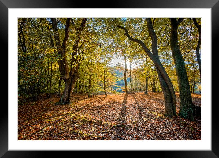 Dawn in Epping Forest Framed Mounted Print by David Tyrer