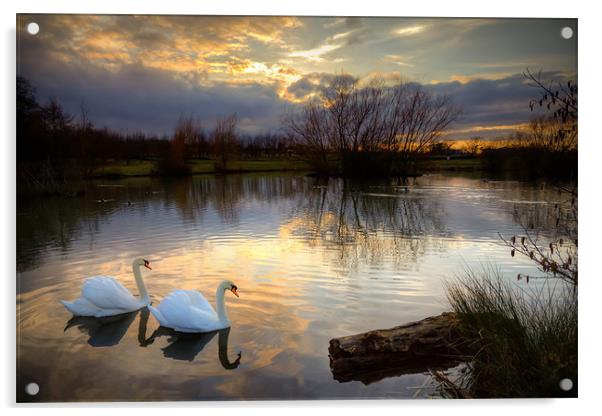'Sunset Serenade: Swans on Lake' Acrylic by David Tyrer
