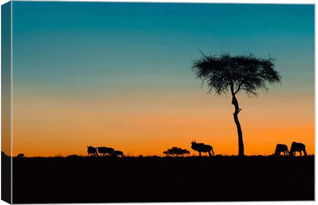 African Sunset Canvas Print by David Tyrer
