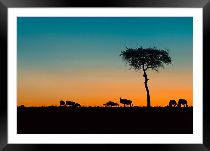 African Sunset Framed Mounted Print by David Tyrer