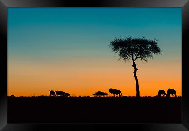 African Sunset Framed Print by David Tyrer