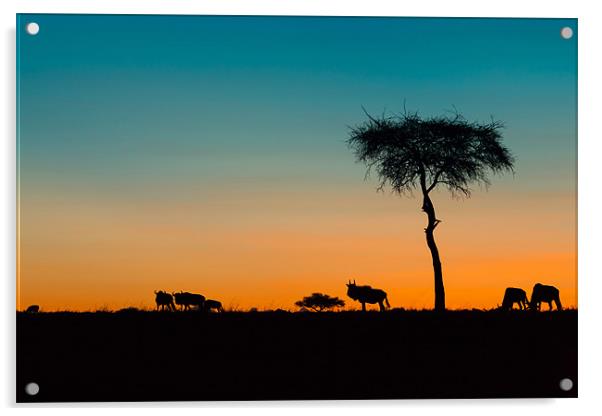 African Sunset Acrylic by David Tyrer