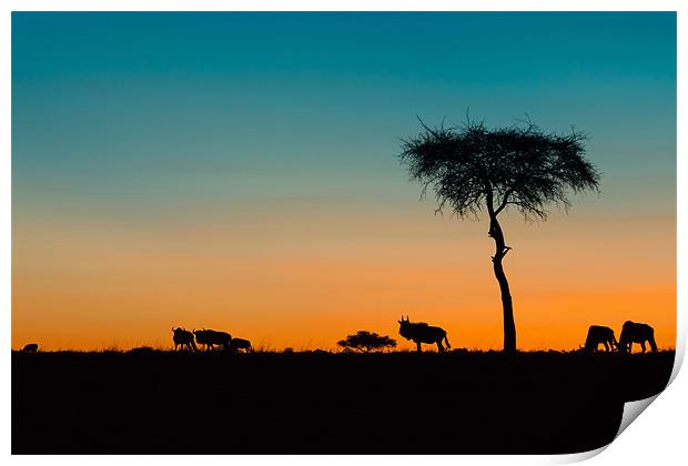 African Sunset Print by David Tyrer