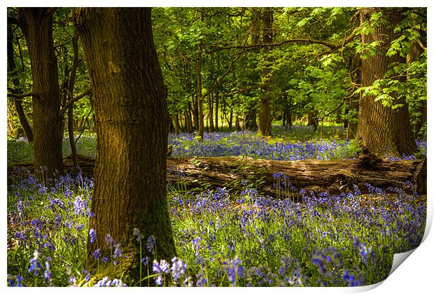 Enchanted Bluebell Woodland Spring Print by David Tyrer
