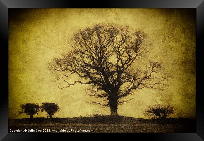 Darkened Tree Framed Print by Julie Coe