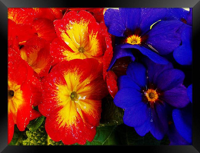 multicolor flowers Framed Print by elvira ladocki