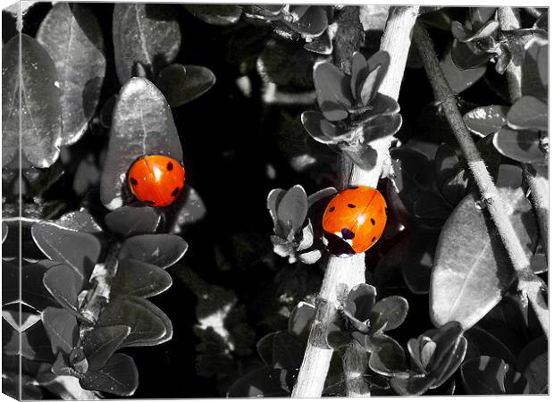 red bugs on the plant Canvas Print by elvira ladocki