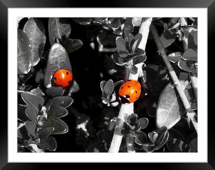 red bugs on the plant Framed Mounted Print by elvira ladocki