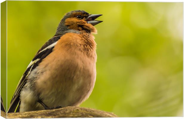 Chaffinch Calling Canvas Print by Phil Tinkler