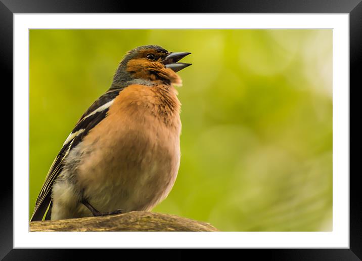 Chaffinch Calling Framed Mounted Print by Phil Tinkler