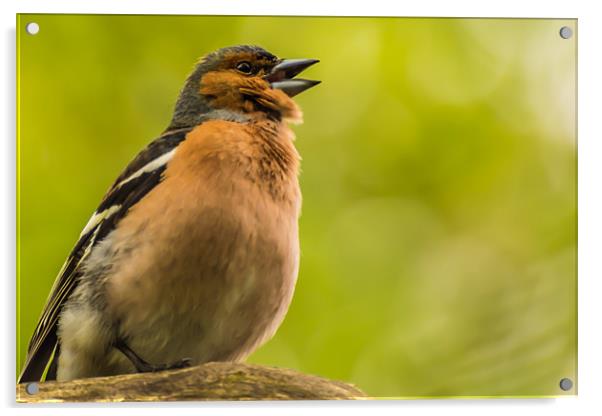 Chaffinch Calling Acrylic by Phil Tinkler