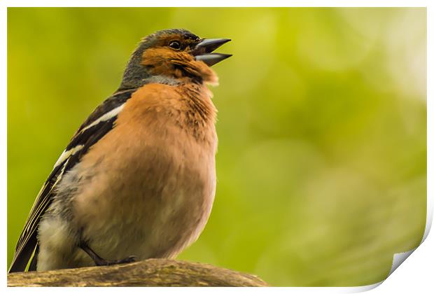 Chaffinch Calling Print by Phil Tinkler