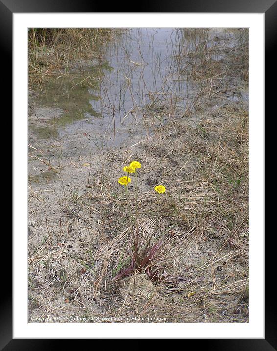 Swamp Daisys Framed Mounted Print by Lee Mullins