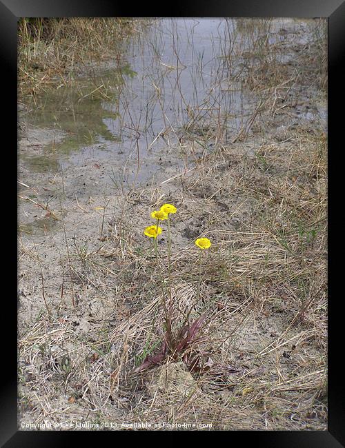 Swamp Daisys Framed Print by Lee Mullins
