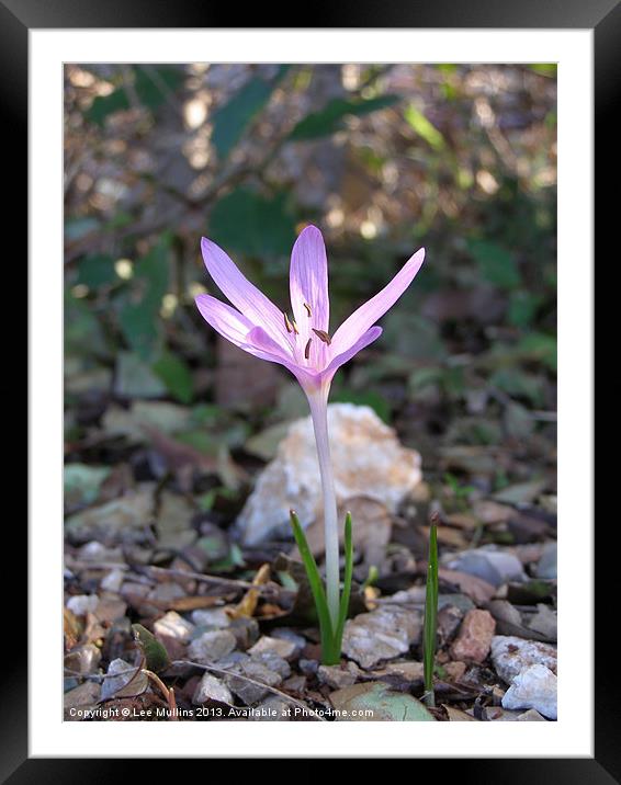 Autumn Crocus Framed Mounted Print by Lee Mullins