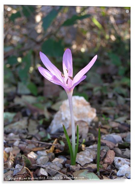 Autumn Crocus Acrylic by Lee Mullins